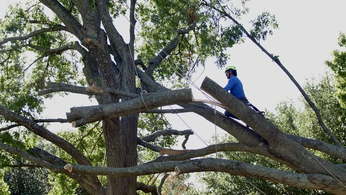 Professional Crown Thinning performed by certified arborists in Ocean Gate